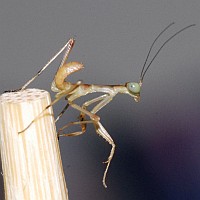 Benutzeravatar